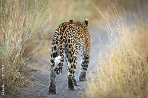 Adult leopard surrounded by tall grass walking away with his back facing camera in Savuti Botswana © stuporter