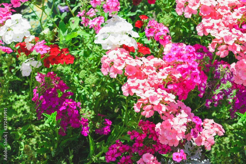 Pink flowers in the garden. Bright floral background.