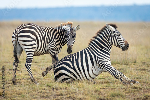 Female zebra with blue eyes sitting on grass with younger zebra in Amboseli in Kenya