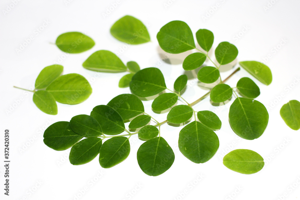 Fototapeta premium Moringa leaf