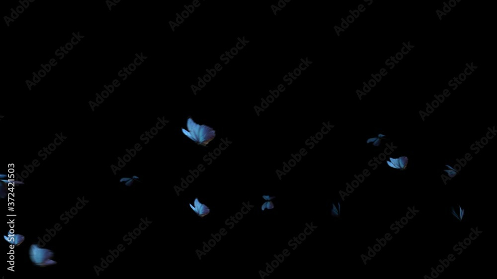 Many Butterflies flies in and flies out. Only 4K Format Mov Codec Png With Alpha Channel! 3d render Animation isolated with alpha channel matte, Ultra-High Definition 4K. 