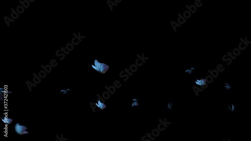 Many Butterflies flies in and flies out. Only 4K Format Mov Codec Png With Alpha Channel! 3d render Animation isolated with alpha channel matte, Ultra-High Definition 4K. 