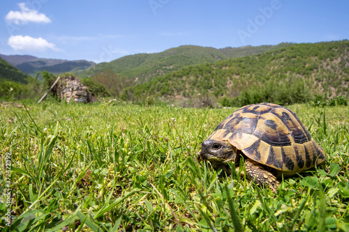 Photos Eine griechische Landschildkröte in ihrem Lebensraum in der Seitenansicht