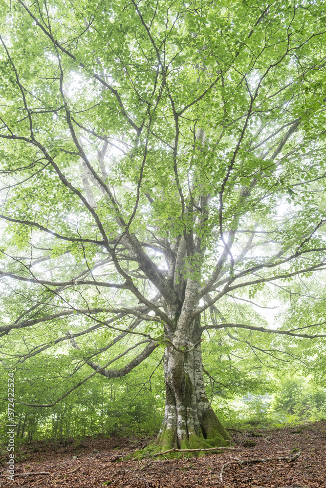 beech, Fagus sylvatica, Sierra de Aralar, Navarra, spain beech, Fagus sylvatica, Sierra de Aralar, Navarra, spain