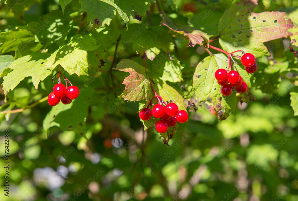 Viburnum berries.
Viburnum on the garden plot is not only beautiful, but also useful, honey-bearing, medicinal and edible plant. Viburnum berries.
Viburnum on the garden plot is not only beautiful, but also useful, honey-bearing, medicinal and edible plant.