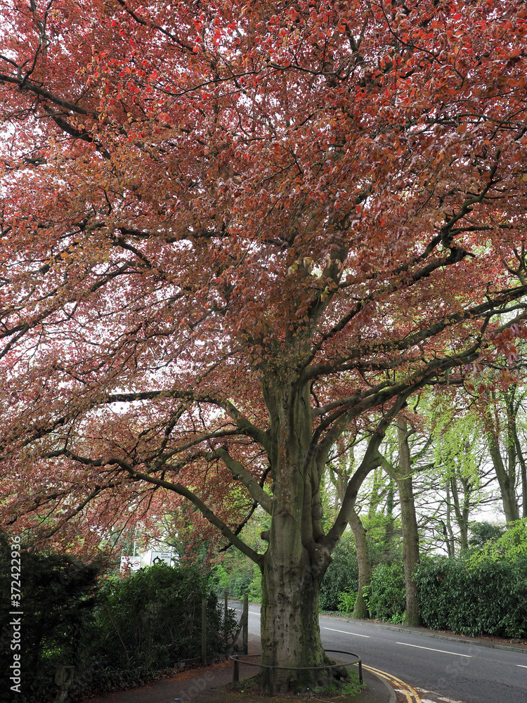 a copper beech tree in Spring foliage 