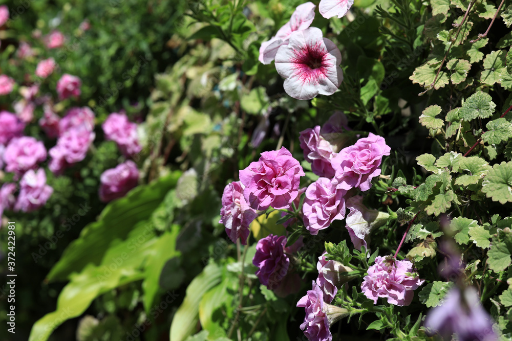 Closeup of Filled pink petunia flowers hanging in a basket infront of lots of green foliage in the sunshine in the perennial garden.
