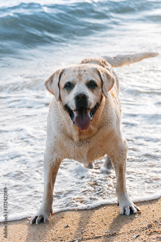 Beautiful Labrador Retriever playing on the beach, Pattaya beach, Thailand, new normal 