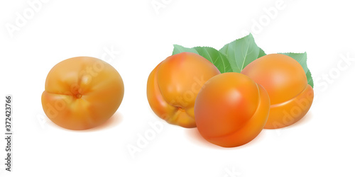 apricots isolated on white background vector