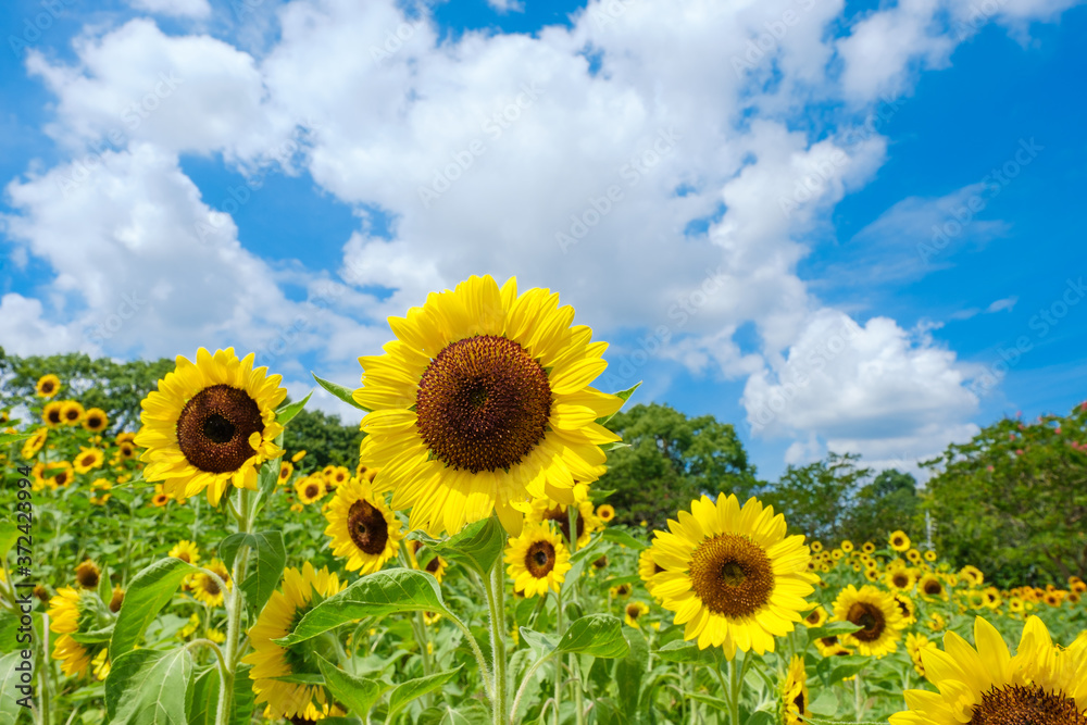 Obraz premium 青空とひまわり畑と白い雲 夏イメージ 奈良県営馬見丘陵公園