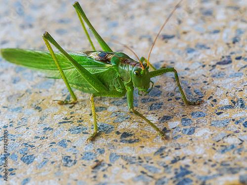 Großer Grüner Heuschreck grasshopper © Manfred Mally