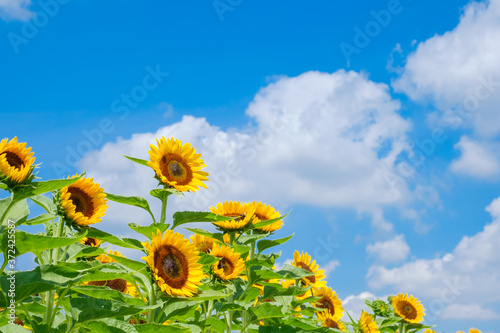 Fototapeta Naklejka Na Ścianę i Meble -  青空とひまわり畑と白い雲　夏イメージ　奈良県営馬見丘陵公園