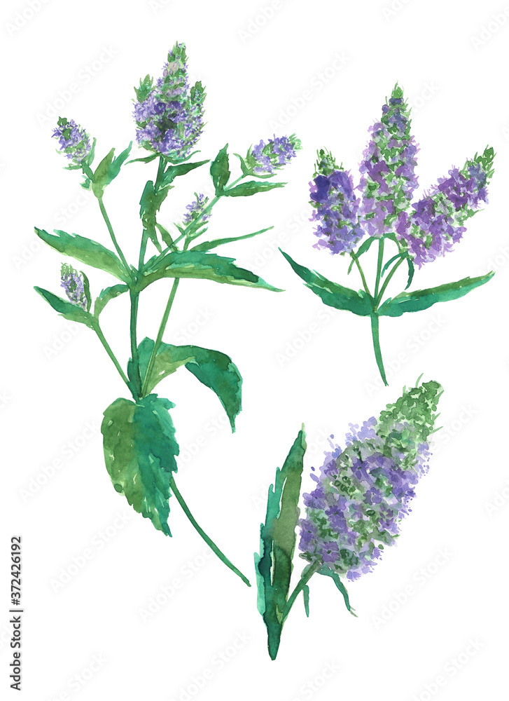 Fototapeta premium Set of flowers pepermint isolated on white background. Watercolor hand drawing illustration. Perfect for banner, pattern, print or medical herb.