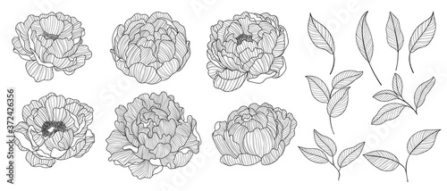 Peony with line art on white backgrounds. Vector hand drawn illustration.