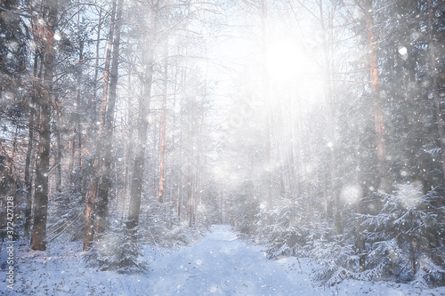 landscape snowfall in the forest, forest covered with snow, panoramic view trees in the snow weather