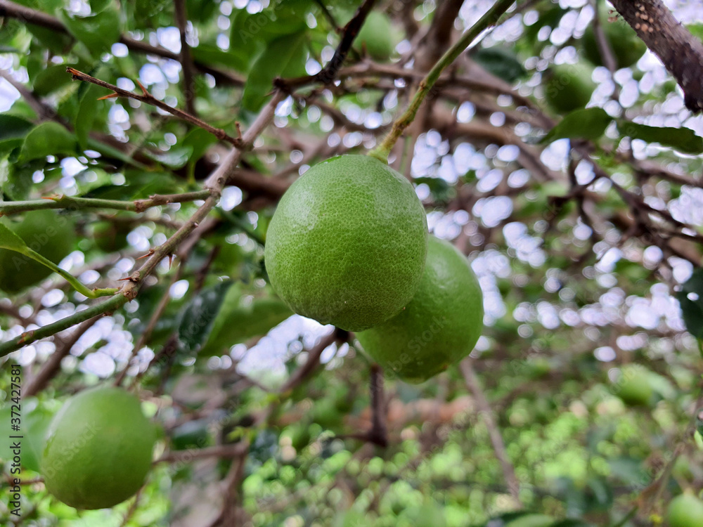 Organic fresh green lime in lime tree garden 