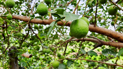 Organic fresh green lime in lime tree garden 