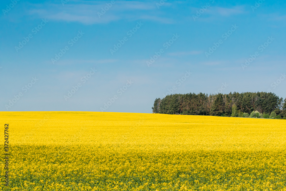 Rural Landscape With Blossom Of Canola Colza Yellow Flowers. Rapeseed, Oilseed Field Meadow Grove.