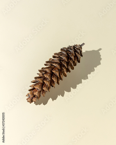 Pine cone with shadow on cream background. Minimal fall holiday concept. Flat lay.