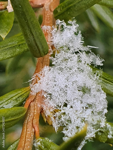 눈결정체(snow crystal)