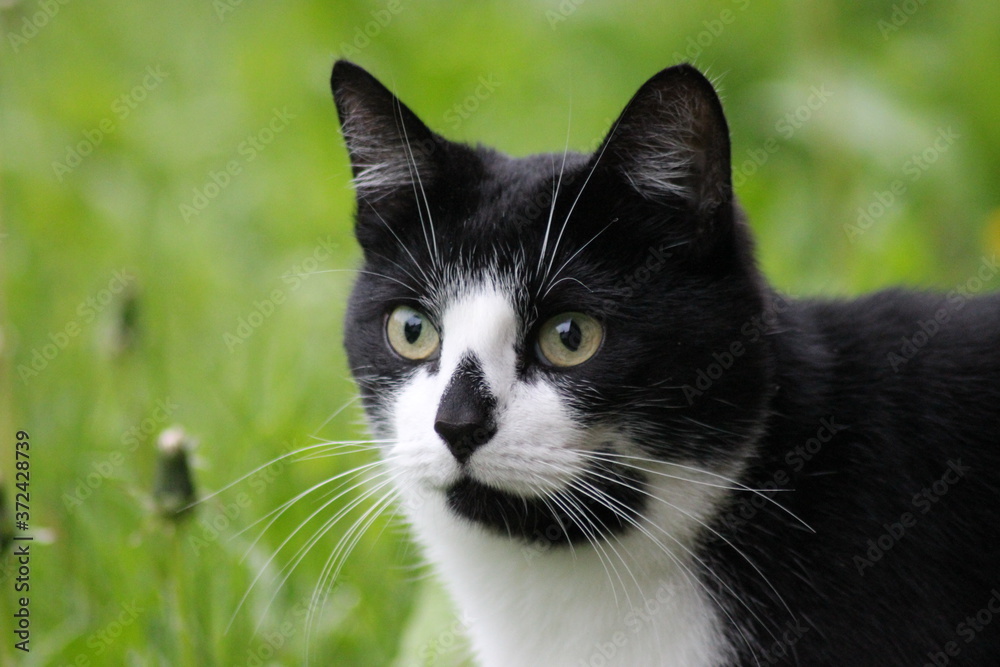 black and white cat in a meadow