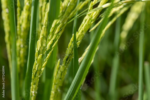 A green young seedling of rice in the field Waiting for the harvest, Nature background