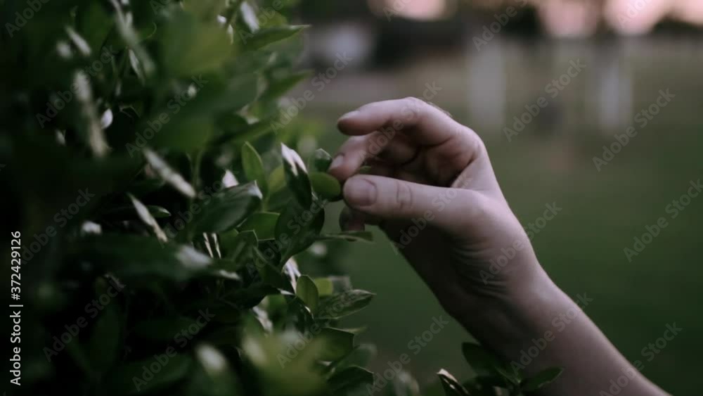 someone touching leaves outside during the day someone touching leaves outside during the day