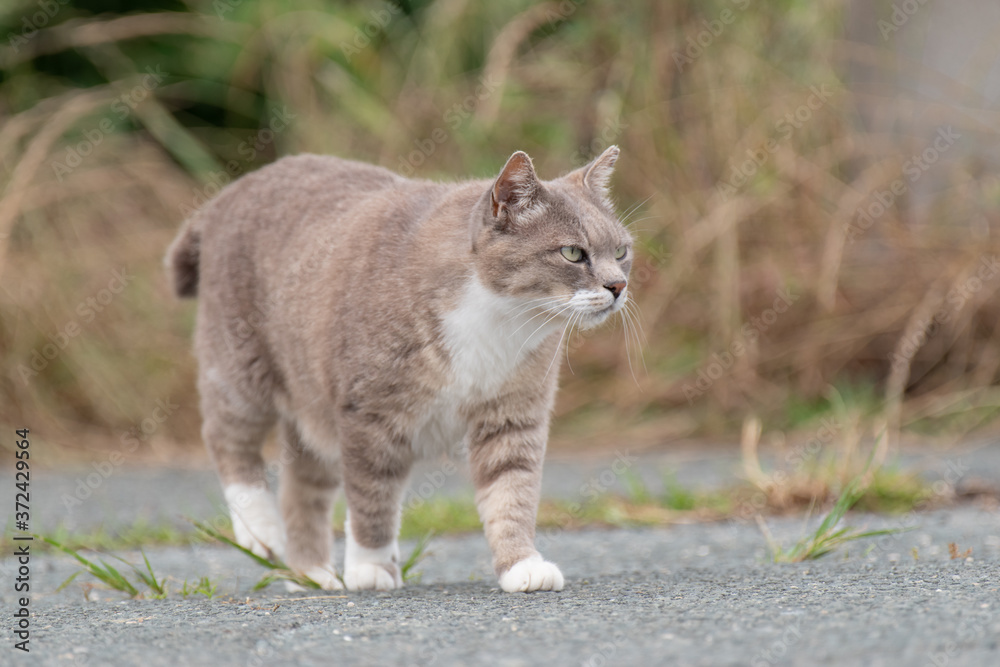 歩く猫 歩く猫
