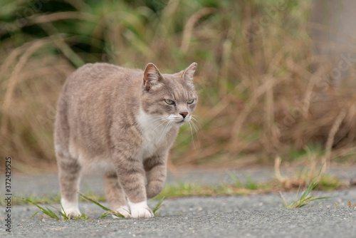 歩く猫