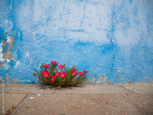 Pink flowers plant growing on crack in pavement background, perseverance concept