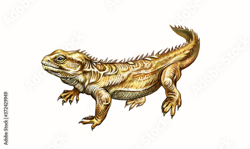 The tuatara  Sphenodon punctatus 