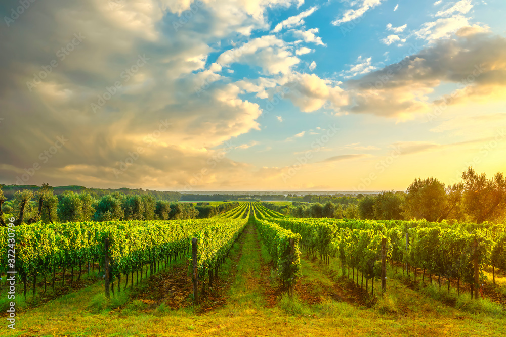 Obraz premium Bolgheri vineyard at sunset. Maremma, Tuscany, Italy