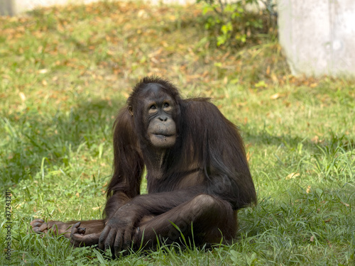 Bornean Orangutan, Pongo. pygmaeus, is threatened by the feeling of rainforests in Borneo