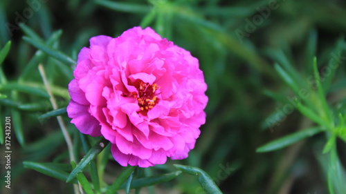 bee on pink flower