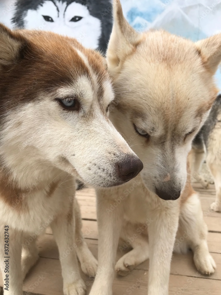 siberian husky puppies siberian husky puppies