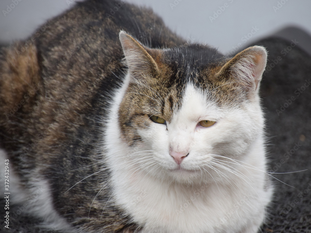 close up portrait of a Stray cat / 野良猫（ボス猫）の近接ショット