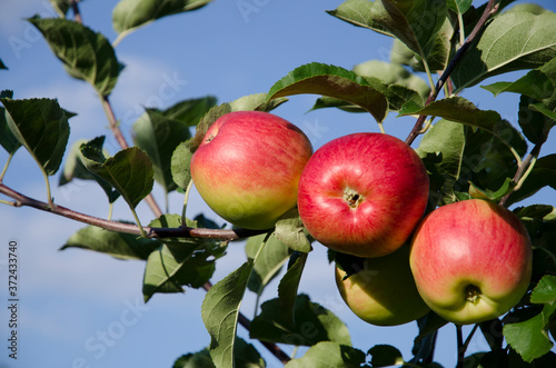 Apple branch with red apples on a sky background