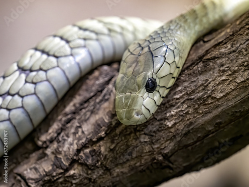 The black mamba, Dendroaspis polylepis, is Africa's longest venomous snake