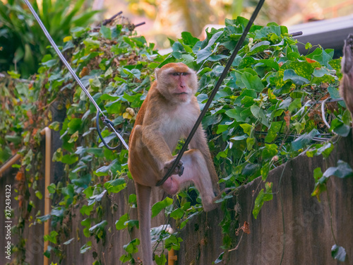 Long tailed macaque resting on electric wires photo