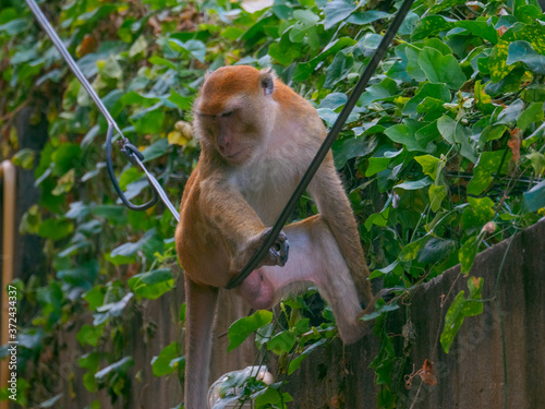 Long tailed macaque resting on electric wires photo