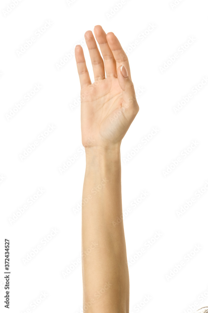 Raised hand voting or reaching. Woman hand gesturing isolated on white Raised hand voting or reaching. Woman hand gesturing isolated on white