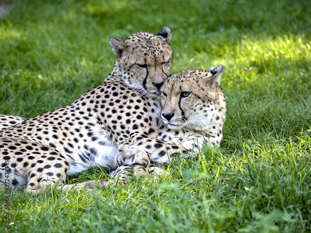 A pair of Cheetah, Acinonyx jubatus, taking care of each other's fur A pair of Cheetah, Acinonyx jubatus, taking care of each other's fur