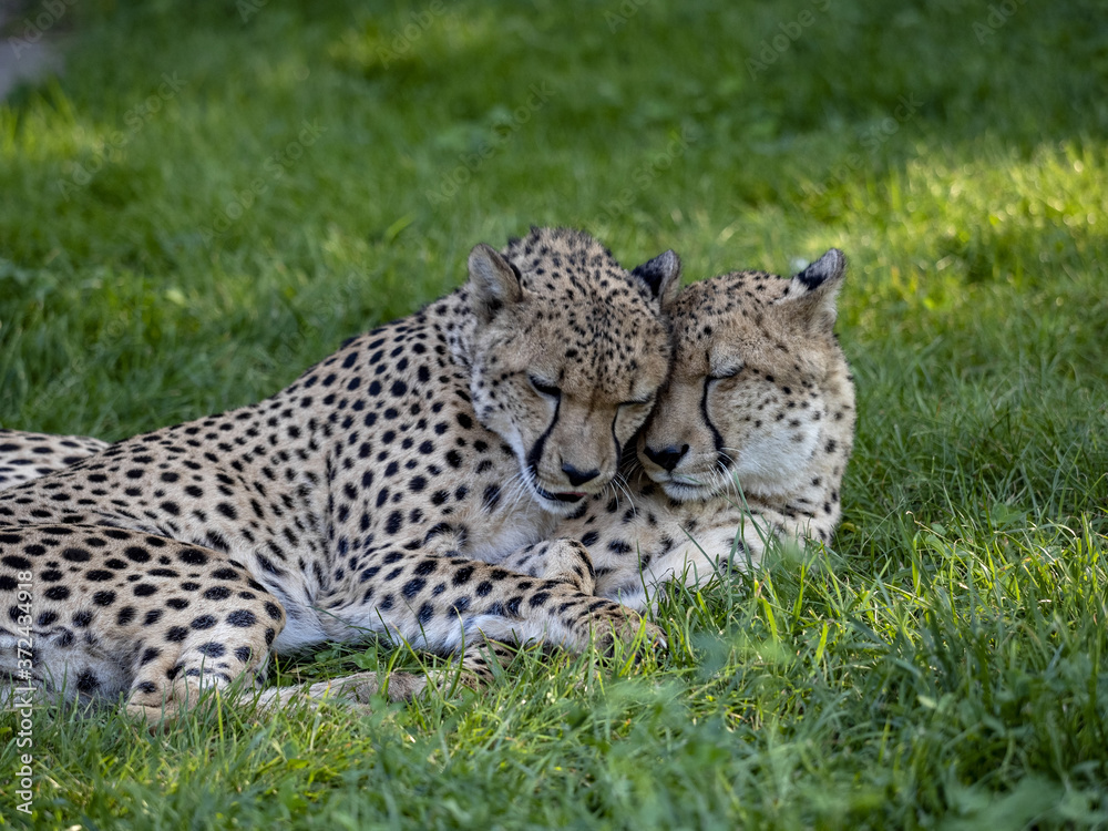 A pair of Cheetah, Acinonyx jubatus, taking care of each other's fur A pair of Cheetah, Acinonyx jubatus, taking care of each other's fur