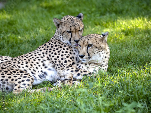 A pair of Cheetah, Acinonyx jubatus, taking care of each other's fur