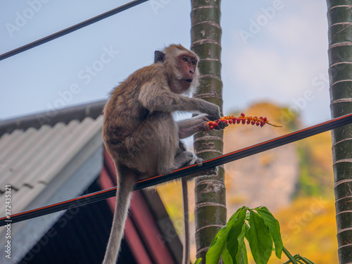 Long tailed macaque eating nuts on a electric wire photo