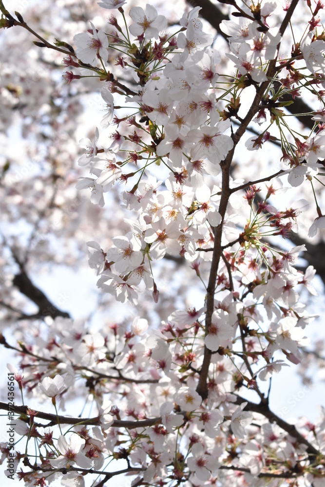 桜 桜