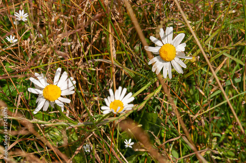 beautiful blooming summer flowers and plants give an indescribable feeling of warmth and Sunny days