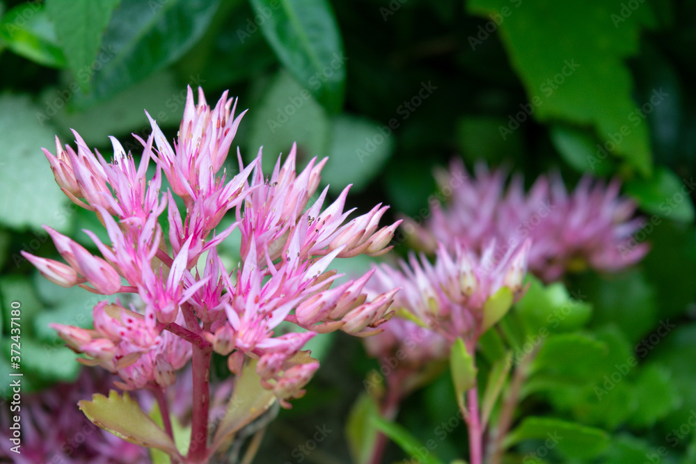 Blossom Sedum Prominent, Sedum Spectabile. Pink flowers of Sedum Spectabile Blossom Sedum Prominent, Sedum Spectabile. Pink flowers of Sedum Spectabile