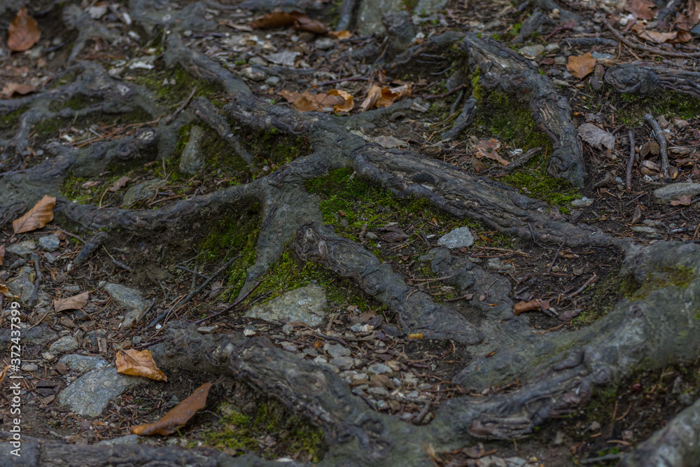roots on a forest floor while hiking
