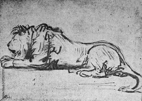 Resting lion. Drawing by Rembrandt. Sketch. in the old book Rembrandt by Knuckfus, S. Petersburg, 1890 photo